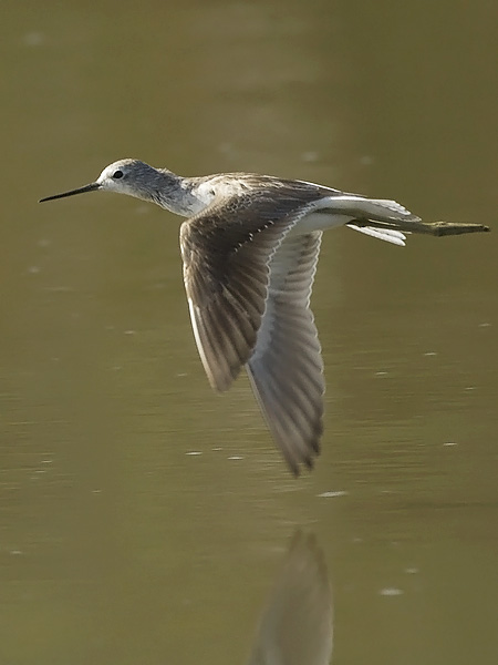 Lampiviklo, Marsh Sandpiper, Tringa stagnatilis